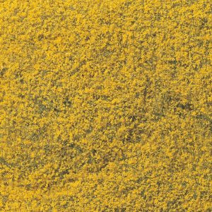 Alternative view of Flowering Foliage – Yellow