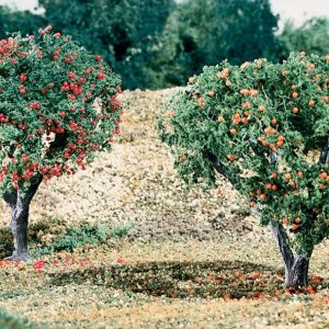 Alternative view of Fruit - Apples And Oranges